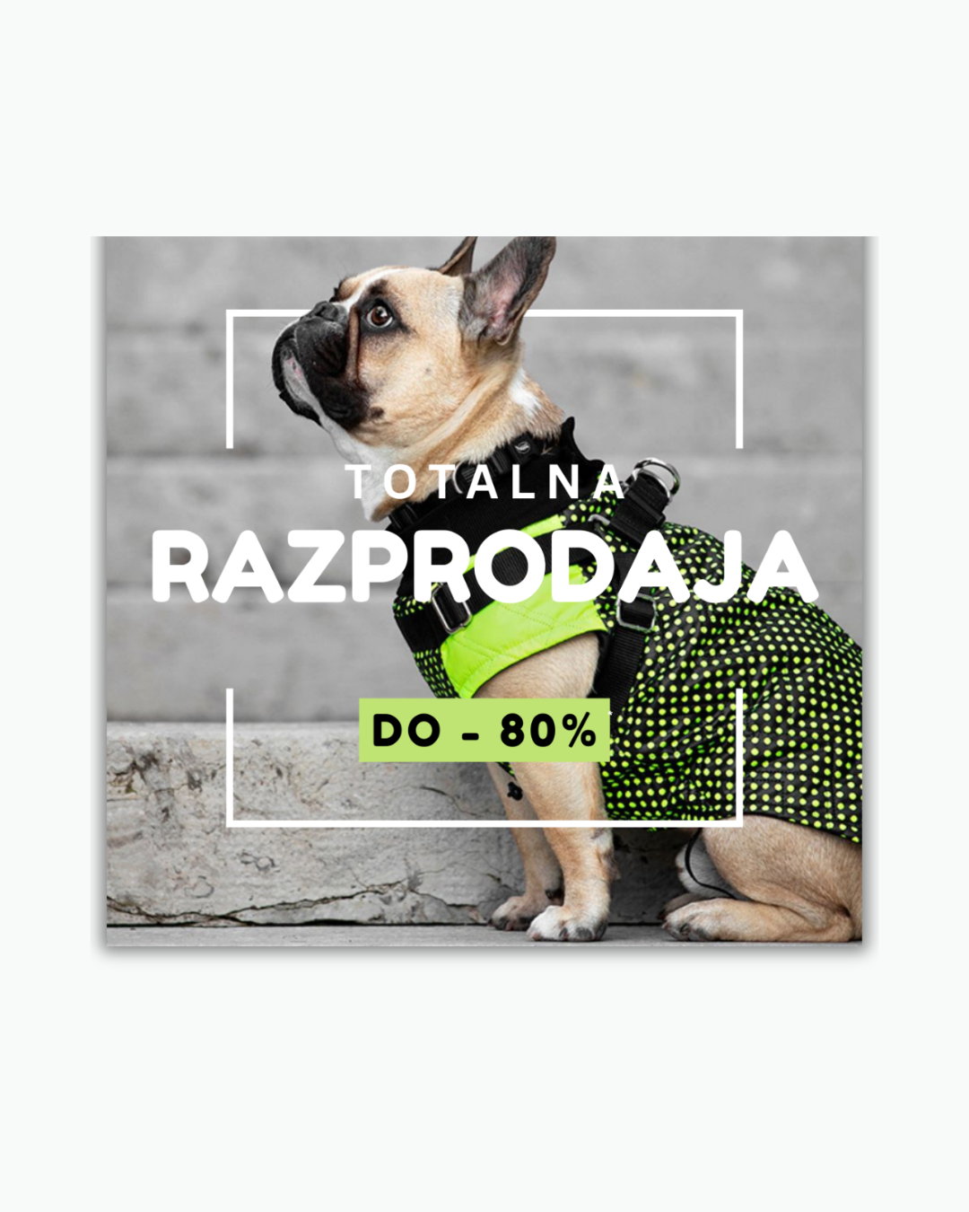 Pancho dog apparel