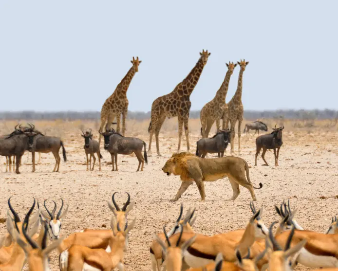 Kako optimizirati sadržaj za AI eru: vodič za tematsku optimizaciju i izgradnju povjerenja